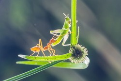 Ants,Grasshopper,insect,nature