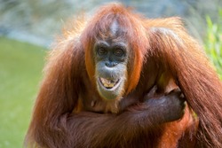 orangutans is the only asian great found on the island of Borneo and Sumatra