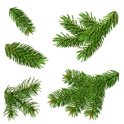 Christmas tree branches close-up, isolated without shadow. Set of natural elements for Christmas decor and decoration.