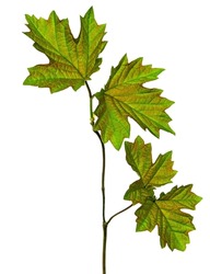 Maple leaf , Canadian symbol, Red maple leaf.  maple leaves. Isolated. Spring young greenery for decoration.