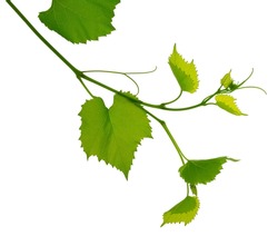 Green fresh grape leaf. Grape leaves vine branch with tendrils and young leaves. Small grape branch with green leaves. Isolated without shadow. Fresh young vine leaves. Spring. Summer.