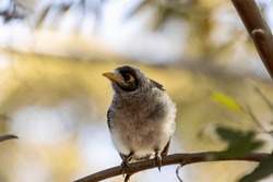 A Noisy Miner bird perched on a tree branch