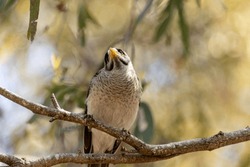 A Noisy Miner bird perched on a tree branch