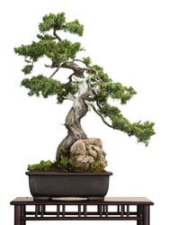Old Juniper (Juniperus rigida) as bonsai tree is white isolated