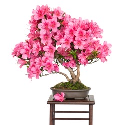 Rhododendron indicum Osakazuki as bonsai tree with pink flowers