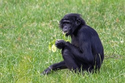 Bonobo monkey sitting in the grass in profile