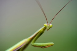 Mantid II - Free Stock Photo by trevor henry on Stockvault.net