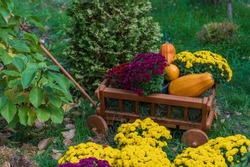 Wooden cart with autumn flowers and pumpkins in garden, close up. Autumn harvest - cart with pumpkins and colorful autumn flowers. Landscape design in the country style for fall season