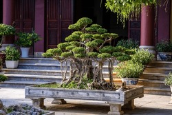 Small japanese bonsai tree in the courtyard of a buddhist temple, Vietnam , close up