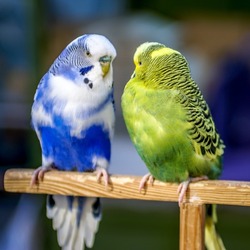 a green and a blue lovely bird