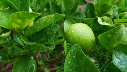 lemon after rain