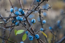 Blackthorn or sloe berries on branch with leaves on brown blurred background. Close-up of blue prunus spinosa berries on bush in wild nature.