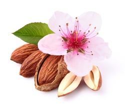 Almonds kernel with flower