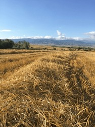 Freshly mown wheat stalks in the field