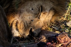 Sout african safari lion is resting and sleeping after hunting and eating pray with sunset sun and fly on face close-up
