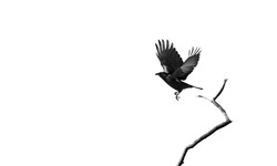A raven taking flight isolated on  white  with copy space.