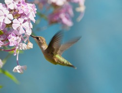 Ruby throated hummingbird (archilochus colubris) in motion in the garden.