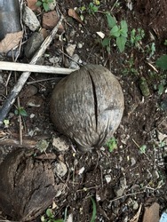A rotten coconut fruit on the ground