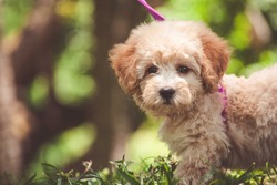 Adorable poodle puppy in nature
