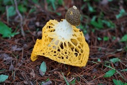 Beautiful wild yellow  mushroom  with brown ground view in the outdoor