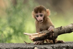 Cute baby monkey playing in Indian Forest