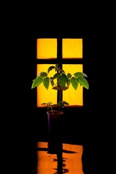 A tomato seedling in a cup against the background of a glowing yellow window