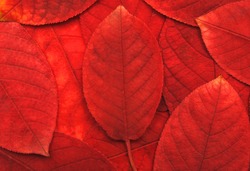 red leaves background