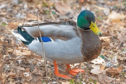 Closeup of a male mallard duck, its bright colors vibrant. Slim rod of tracking device on its back can be seen as it stares at the camera.