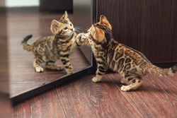 Little cute curious bengal kitten looking into the mirror of a wodrobe indoors