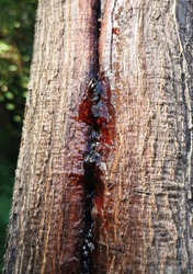 Resins are produced when an injury occurs to the trunk of a certain woody tree species. 