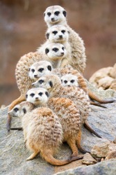 Suricate or meerkat (Suricata suricatta) Family photos of the cute creature