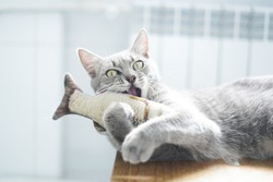 Gray malt cat plays with toy fish. Close-up of a funny cat in blurred background