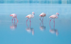 flock of birds pink flamingo walking on the blue salt lake of Cyprus in the city of Larnaca, the concept of romance delicate background of love with space for text