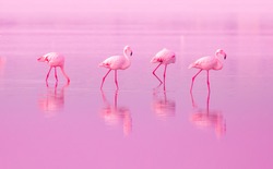 Birds Pink Flamingos Walk on the Lake at the Pink Sunset in Cyprus, Beautiful Romantic Concept with a Place for Text, Journey to the South, Love and the Pink Dream, Pink Lake