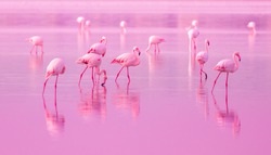 Birds Pink Flamingos Walk on the Lake at the Pink Sunset in Cyprus, Beautiful Romantic Concept with a Place for Text, Journey to the South, Love and the Pink Dream, Pink Lake