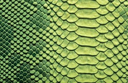 Skin reptile green crocodile skin texture snake background close-up 