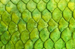 Skin reptile green crocodile skin texture snake background close-up.  Fish Scale Background Texture