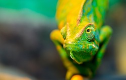 Chameleon close up. Multicolor Beautiful Chameleon closeup reptile with colorful bright skin. The concept of disguise and bright skins. Exotic Tropical Pet