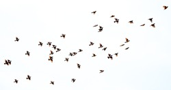 A flock of birds flying on a white background isolated. Awakening of nature in spring, free flight.