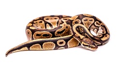 Close-up snake on a white background isolated. Snake boa constrictor. Reptile exotic animal.