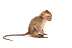 Monkey on a white background. Macaque isolated for design. The primate sits and looks. Grinning teeth and look to the side.