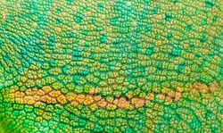 Beautiful multicolored bright chameleon skin, reptile skin pattern texture multicolored close-up as a background.