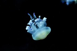 Deep sea jellyfish swimming in the ocean. Beautiful underwater world. Danger of burns from jellyfish on sea coasts.