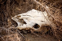 Animal bones, skull on dry land. Animal death, pestilence. The loss of cattle on pasture.