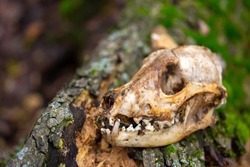 Monkey skull, monkeypox. Animal bones, skull on the ground. Death of animals, pestilence. Skull of a predatory animal with fangs.