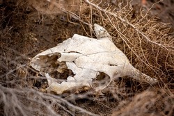 Animal bones, skull on dry land. Animal death, pestilence. The loss of cattle on pasture.