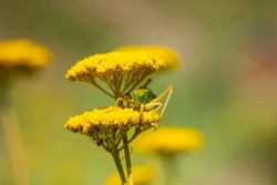 Green grasshopper on a yarrow flower. Large marsh grasshopper, Stethophyma grossum, a critically endangered insect typical of wet grasslands and swamps.