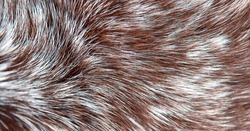 Beautiful spotted fur close-up. Texture of brown animal wool. Dog fur.
