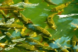 Lots of fish swim in the water. A flock of large fish teems in the pond.