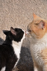 lovely cats kissing